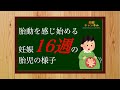 【妊娠16週】胎動を感じ始める!?16週の胎児の様子について