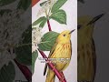 Art with a Purpose: Illustrating Native Plants 🌿 | Olivia Mendoza