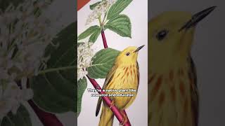 Art with a Purpose: Illustrating Native Plants 🌿 | Olivia Mendoza | Kalamazoo Lively Arts