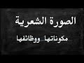 الدري اللغوي 2 الثانية باك الصورة الشعرية مكوناتها ووظائفها