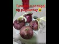 #onions#quadruplet#