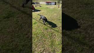 BCSO Bondable Pup Sofie