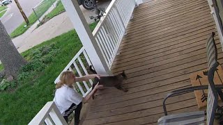 Savvy Cat Escapes Attempted Kidnapping from His Nebraska Porch: Cops Savvy Cat Escapes Attempted Kidnapping from His Nebraska Porch: Cops