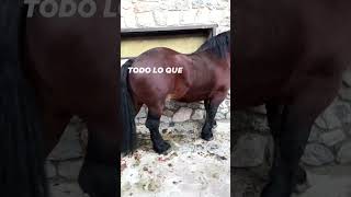 🐴 Masía La Renda. Campeón de sementales Puigcerdá 2021