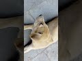 #dog #anime #love #shorts #trending #youtubeshorts #viral #viralvideo #ytshorts #youtube #shortvideo
