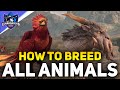 All 13 animals location and how to breed them  hogwarts legacy