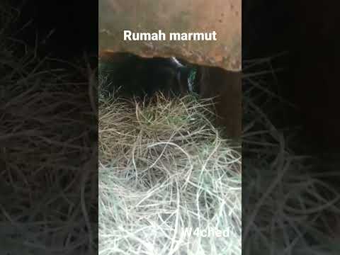 Video: Tempat tidur marmut yang mana?