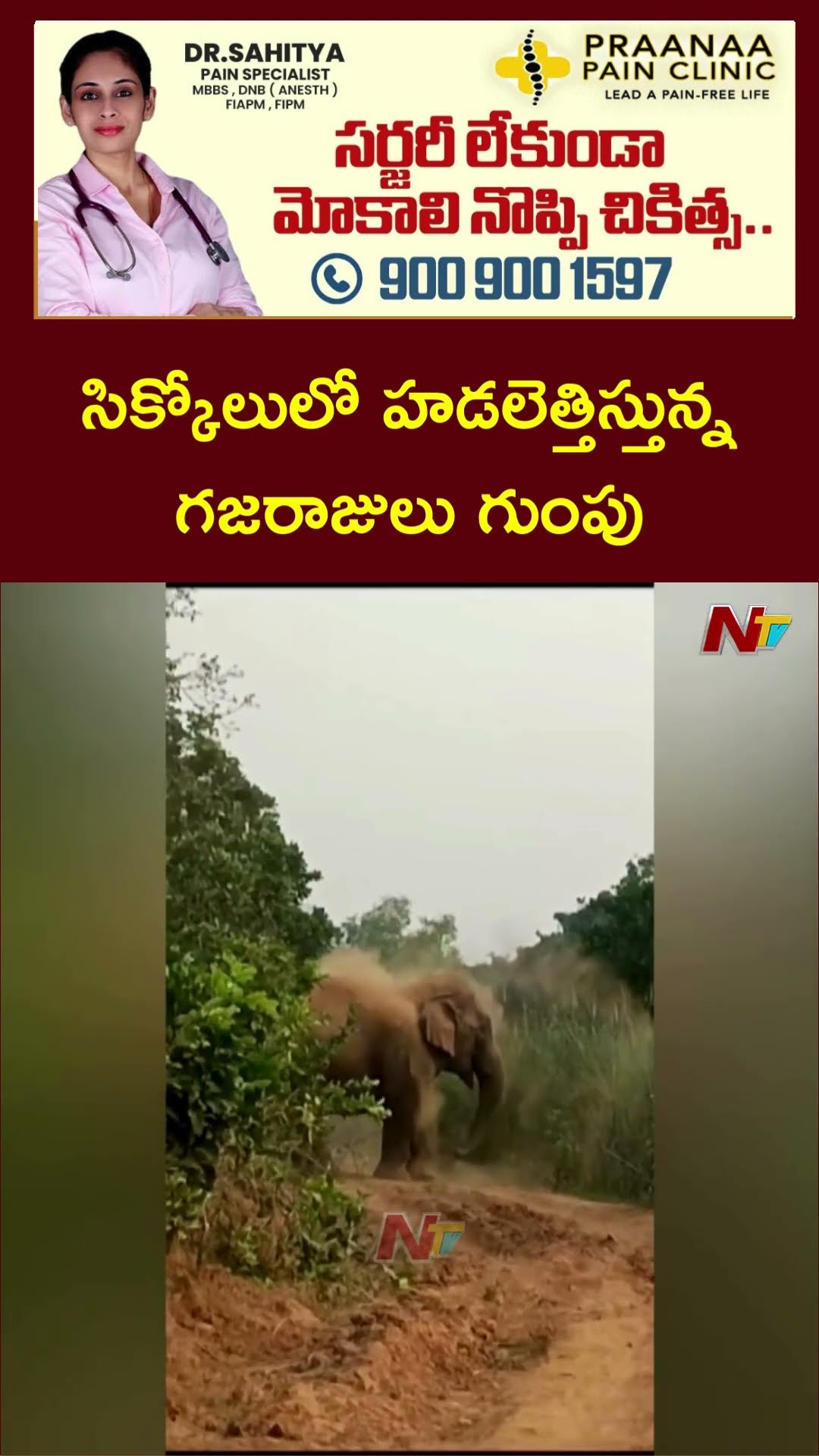 సిక్కోలులో హడలెత్తిస్తున్న గజరాజులు గుంపు | Ntv