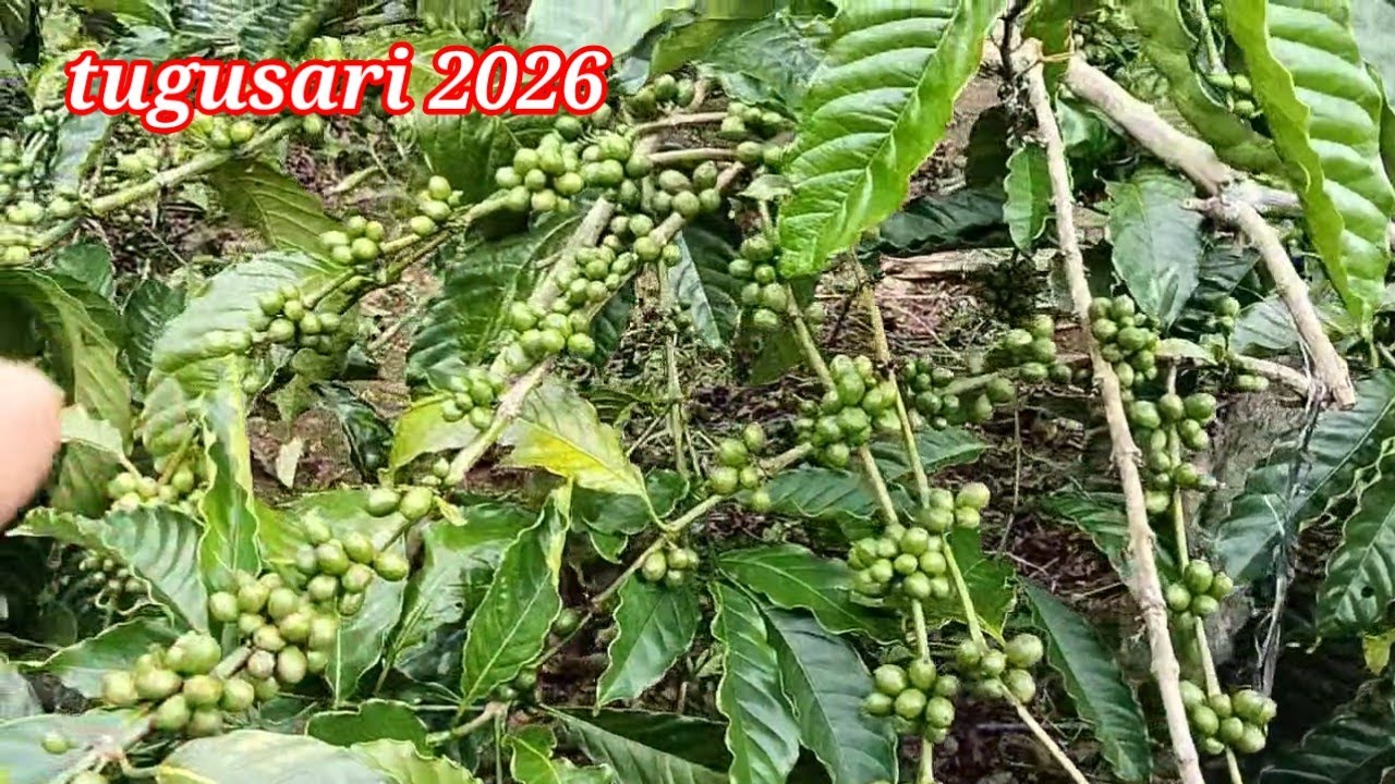 KEADAAN KOPI TUGU SARI SAAT INI. FEBRUARI 2026