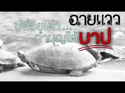 ฉายแวว [by Mahidol] ปล่อยเต่า...ทำบุญได้บาป