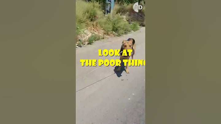Real Life Hero Stops Animal Abuse and Saves Dog