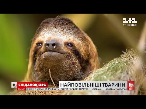 Самое медленное животное на планете: интересные факты о ленивцах