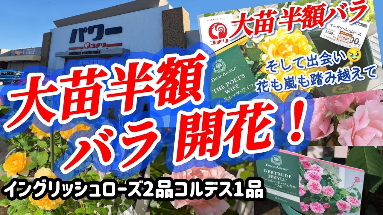 完全保存版🌹「半額バラは✓買いか？コメリの📌イングリッシュローズ