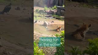 Hyena Having A Bath Kilimanjaro Safari