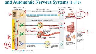 Biol 2401 Ch 14 ANS Recorded YouTube Lecture Spring 2019 Biol 2401 Ch 14 ANS Recorded YouTube Lecture Spring 2019