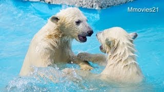 プールサイドで押さないで~Polar Bear twin cubs are playing