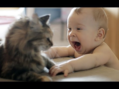 Baby and Pets Funny Fails | Cute Babe TV Large