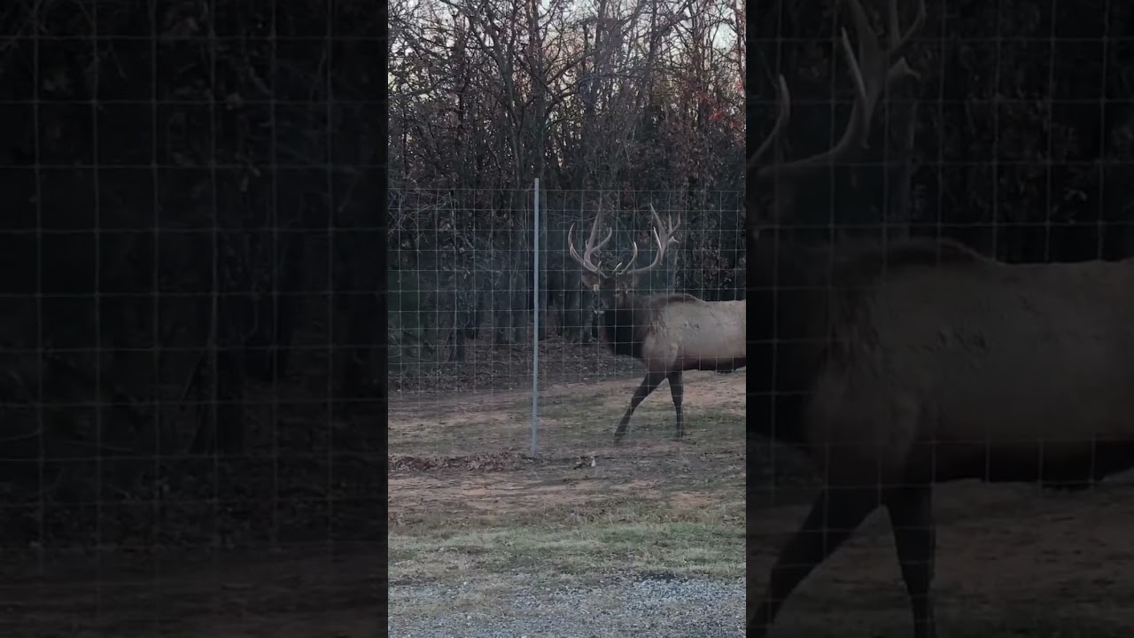 The new views when the neighbors decide to build a high fence!  