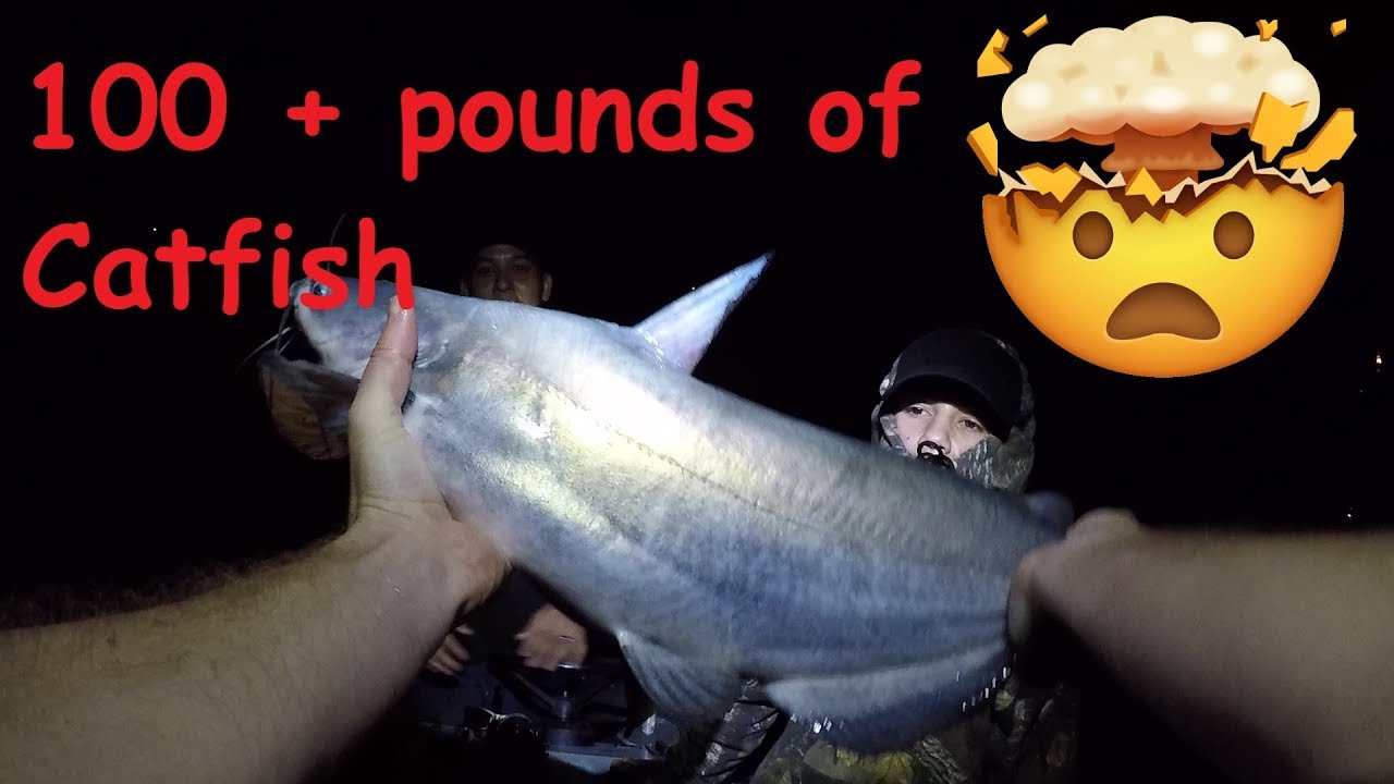 Huge Catfish Caught on Jug Lines - 100 Pounds of Catfish Catch