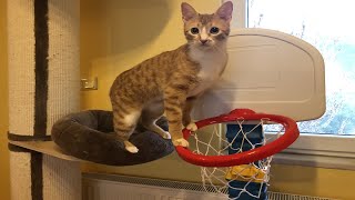 Goalkeeper Cat Tries His Luck at Basketball