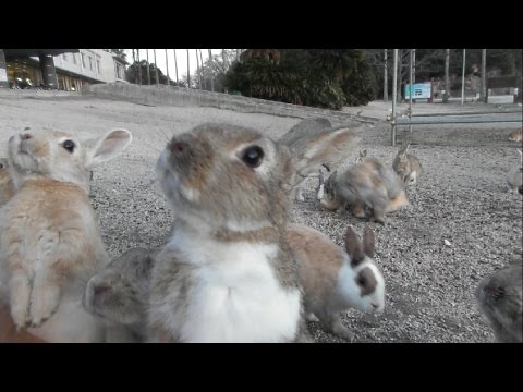 うさぎ島 うさぎの大群 Japan S Rabbit Island Youtube うさぎ島 うさぎの大群 Japan S Rabbit Island Youtube