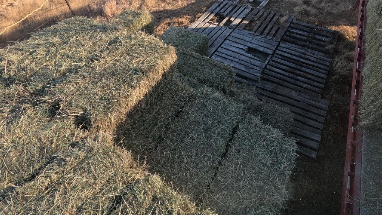 Доставка сена представляет серьезную опасность для безопасности!