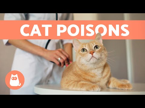 Video: Pet Poisons no A līdz Z - 26 Kopējie priekšmeti, kas ir bīstami kaķiem un suņiem