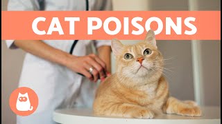 Most Common CAT POISONS ⚠ (5 Toxic Products Your Cat Needs to Avoid)