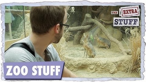 Zoo Stuff