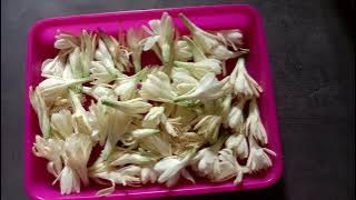 Sedap Malam Floral Tea : Teh Herbal Inovasi Pengobatan Katarak || Kewirausahaan