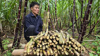 Harvesting at the Sugarcane Farm | Protecting Young Plants After Storms | Solo Survival