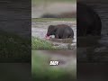 Baby Elephant Jumps To Rescue A "Drowning" Man 😅❤️