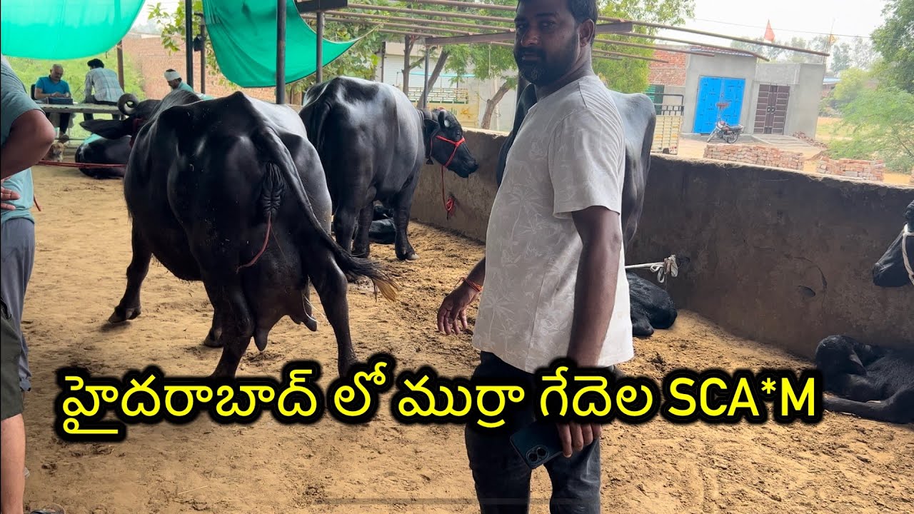 హర్యానా నుండి విజయవాడ రాజమండ్రి హైదరాబాద్ వెళుతున్న ముర్రా జాతి గేదెలు.. 