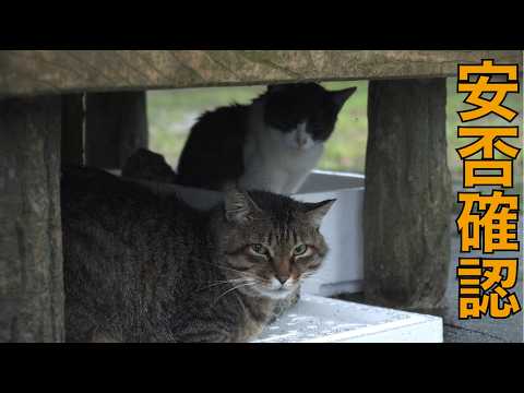 大雨の中往復１５０ｋｍのの野良猫たちの安否確認
