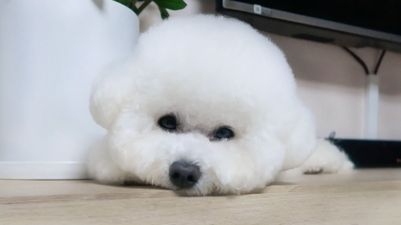 Dog waits 5 Days for Owner to Come Back After Surgery - YouTube