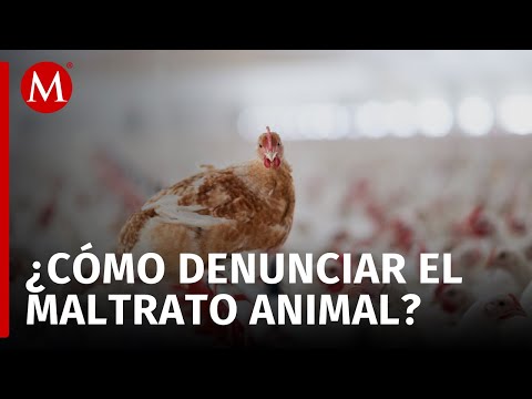 Crueldad animal es un delito: Isabel Franco