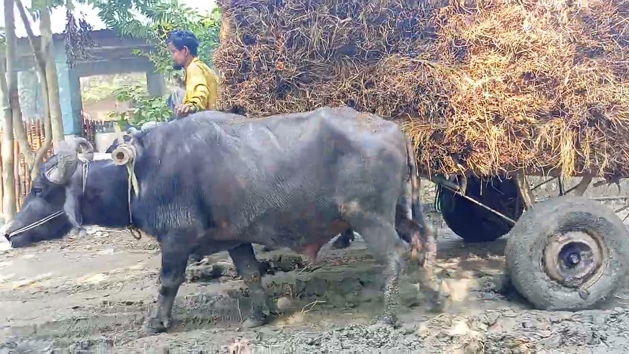 Buffalo Cart Heavy load ride || Bullock Cart Ride