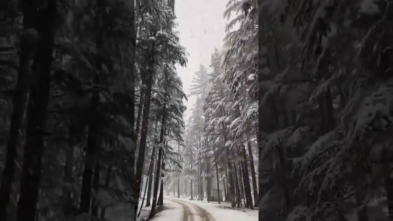 Usho forest kalam live snowfall 