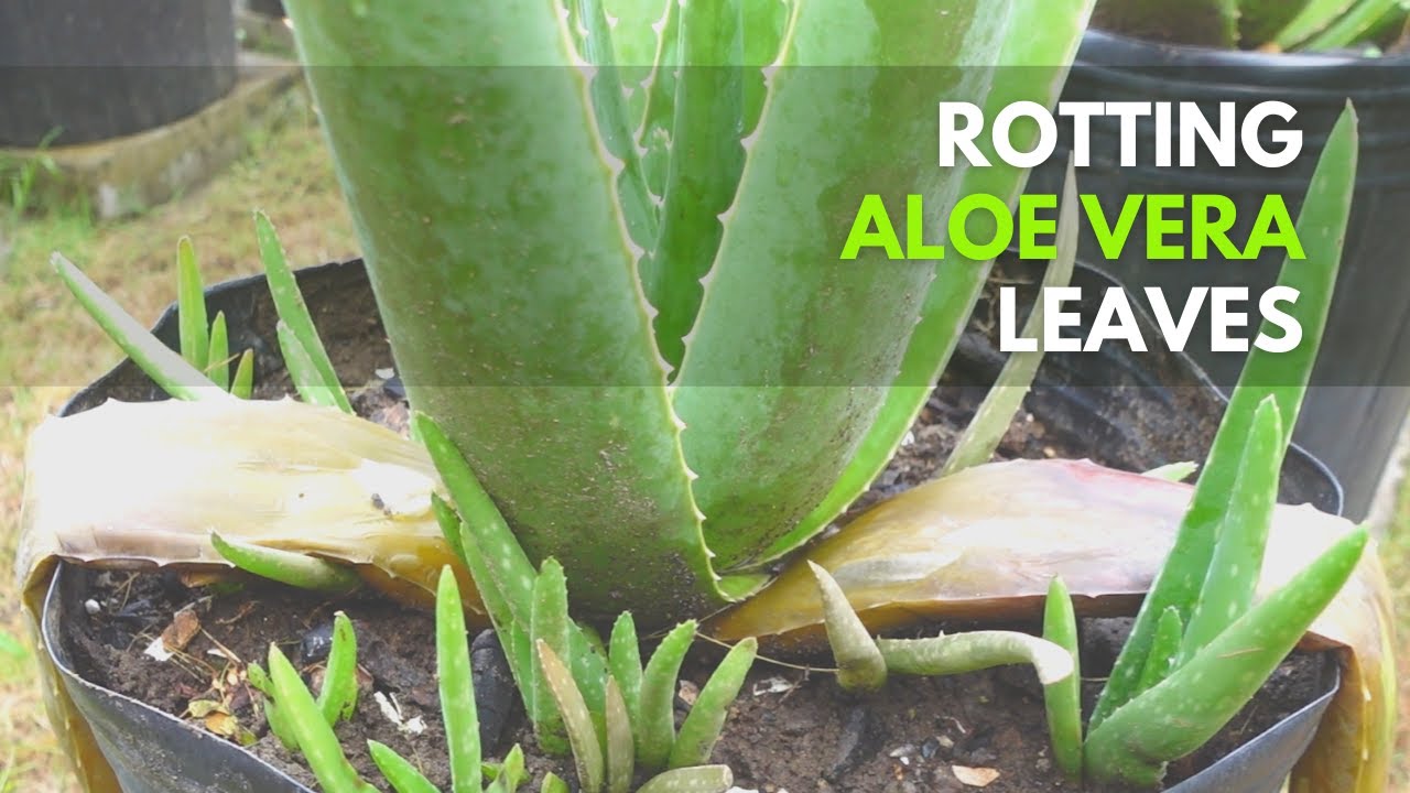 How to Manage Aloe vera with Rotting Leaves YouTube