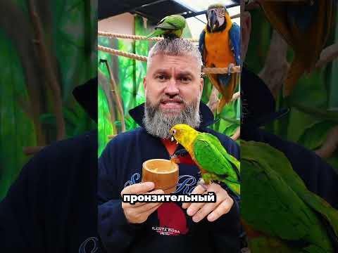 Аратинга яндая — солнечный попугай, который выбирает тебя ☀️🦜 #101попугай #зоопаркмосква #parrot