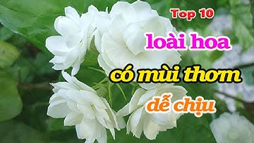 Top 10 loài hoa có mùi thơm dễ chịu và đặc tính của nó