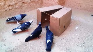 New and powerful idea for hunting pigeons and birds using regular cardboard