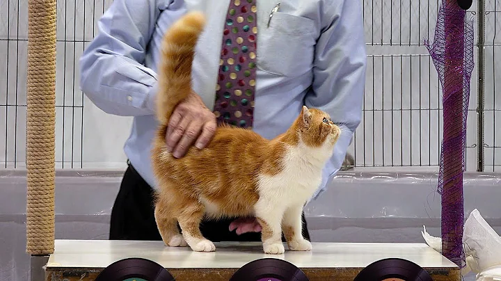 Video 1350811: exotic longhair kitten, longhair cat kittens, cfa international cat show