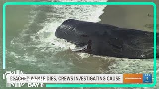 Crews to return dead beached sperm whale to water Tuesday in Venice, Florida