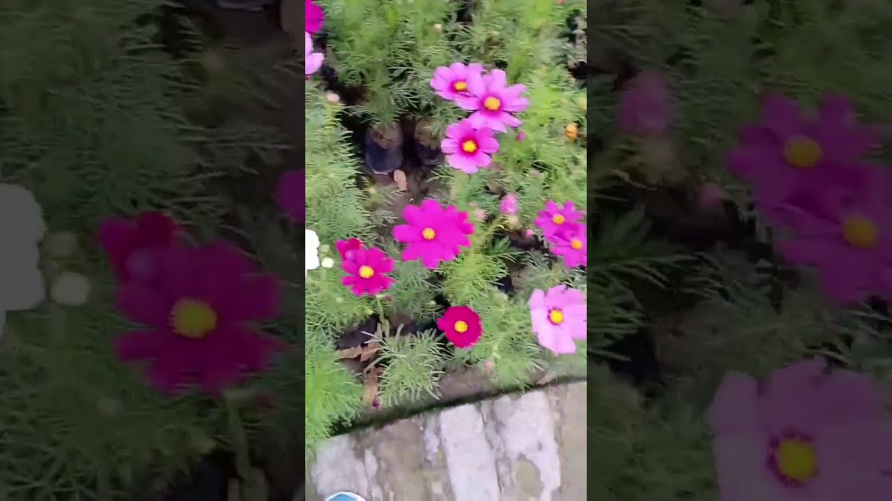 Pink cosmos, purple cosmos white cosmos Beautiful bicolor cosmos 