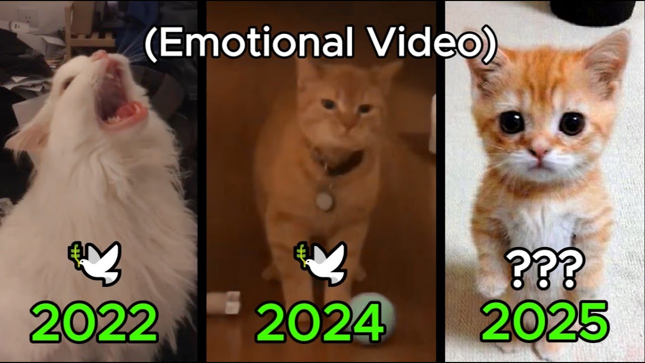 10 Famous Cat Memes We’ve LOST 😢💔