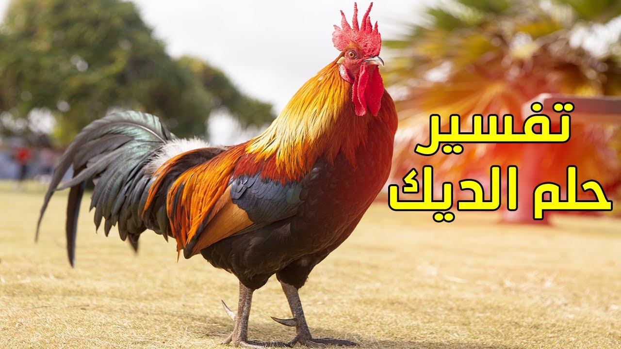 تفسير حلم الديك تفسيرالاحلام تفسير رؤية الديك للعزباء والمتزوجة والرجل في المنام