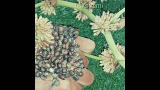 ticks know how to find their own kind#209 #liceremoval