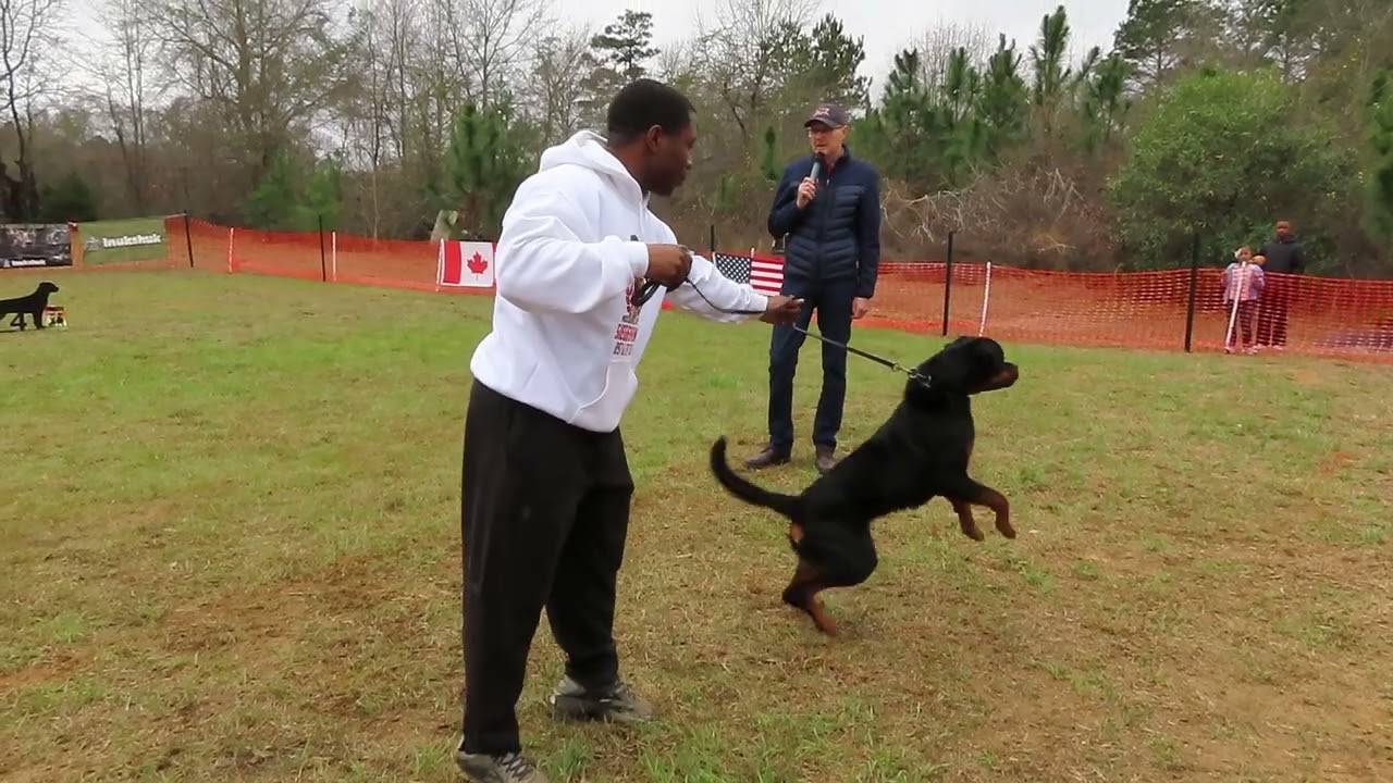 2026-Feb-28 - Ghost vom GQ Rott - V1 (12-15 month males)