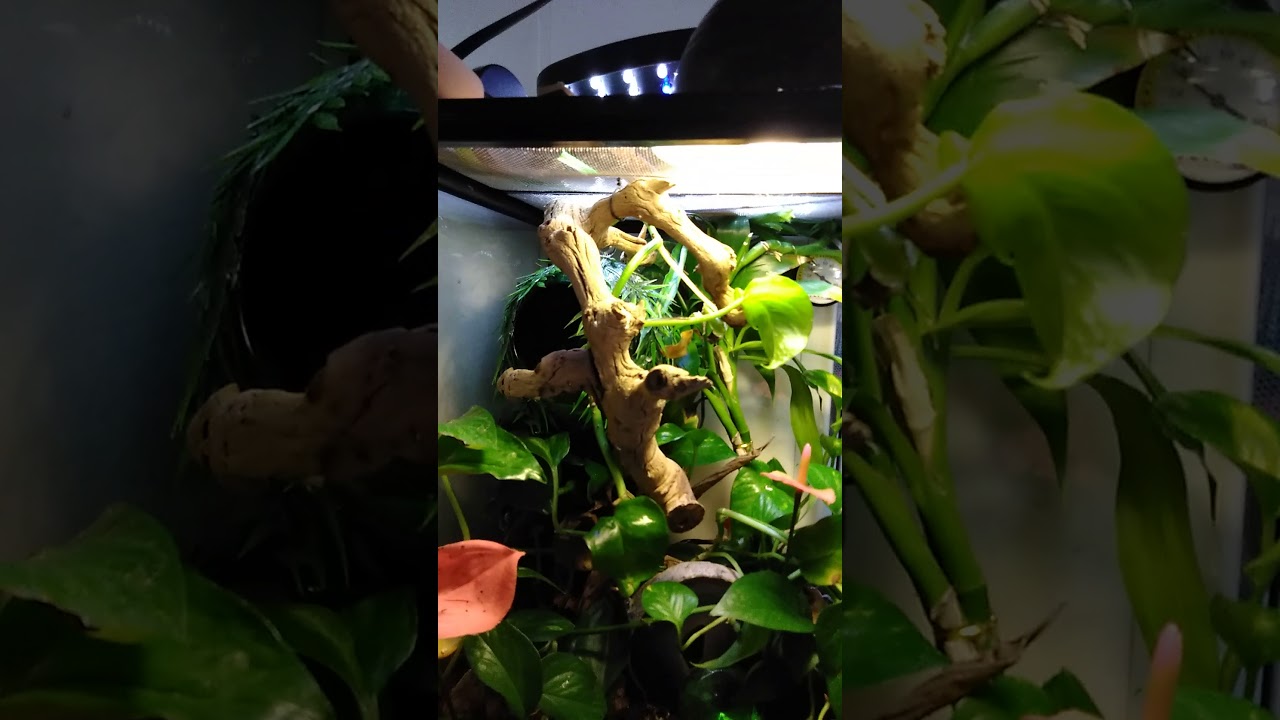 camera iphone 8 plus apk Crested gecko viv